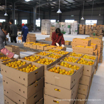 Chinesischer regulärer Lieferant von frischem Baby Mandarin Orange